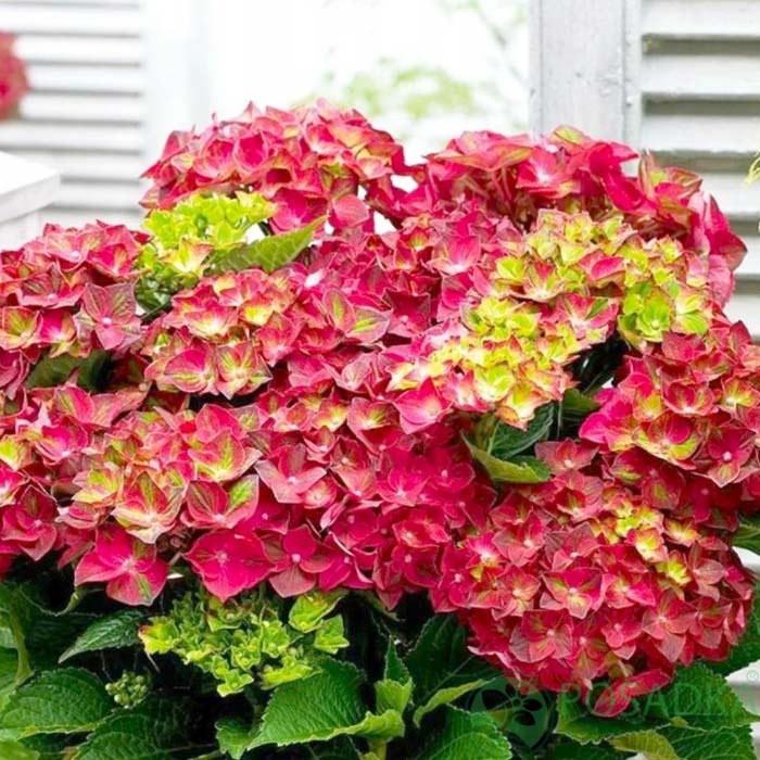 картинка Гортензия крупнолистная Royal Red  