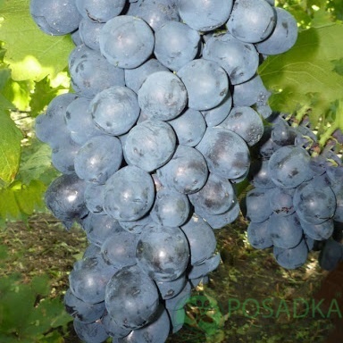 картинка Виноград Ришелье 