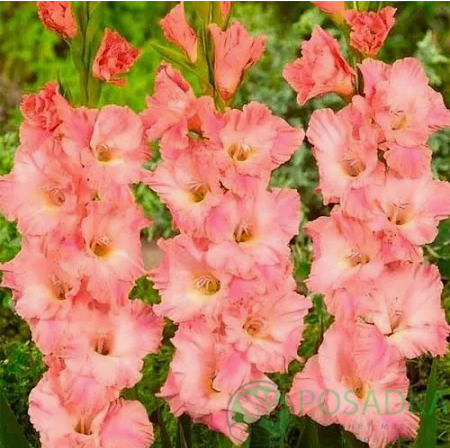 картинка Гладиолус Олимпус розовый 