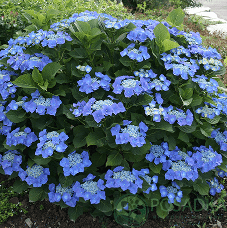 картинка Гортензия крупнолистная Blaumeise (Блаумайс) 