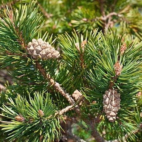 картинка Сосна обыкновенная  картинка Сосна обыкновенная