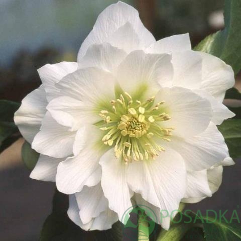картинка Морозник Белый Махровый (Helleborus Double White) 