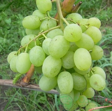 картинка Виноград Новый Подарок Запорожью (НПЗ) 