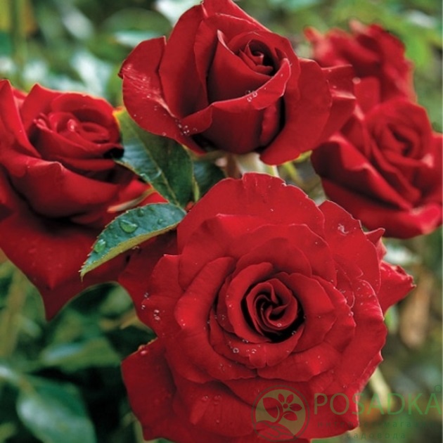 картинка Роза плетистая Ред парфюм 
