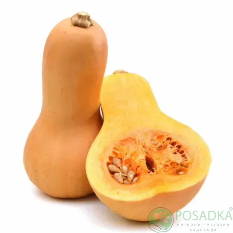 картинка Семена Тыква Батернат 2 г Seedera 