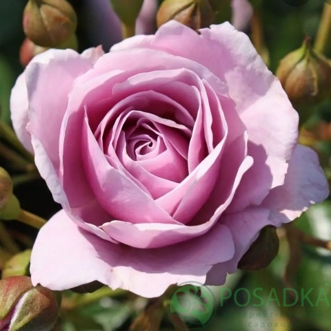 картинка Роза флориунда Наутика 