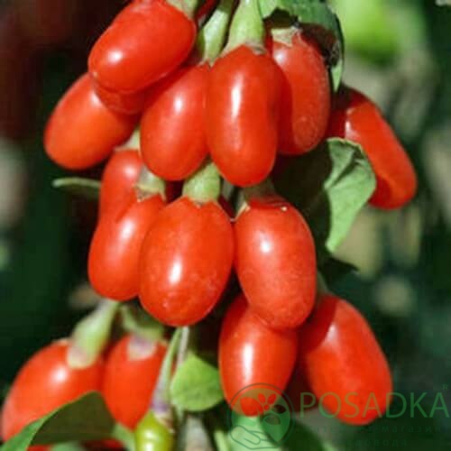 картинка Годжи сахарный Гигант 