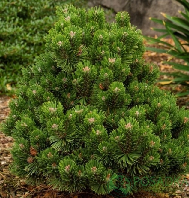 картинка Сосна горная Шервуд Компакт 