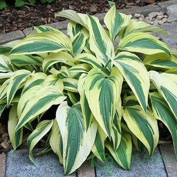 картинка Хоста Lakeside Dragonfly 