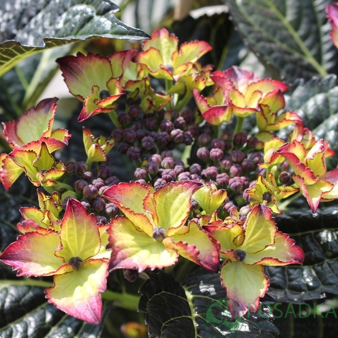 картинка Гортензия крупнолистная Black Diamonds 