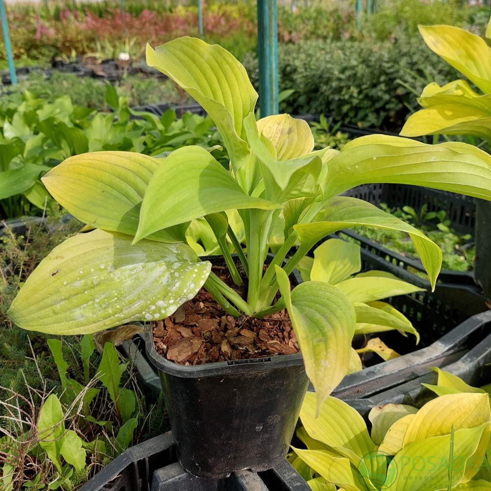картинка Хоста Piedmont Gold 