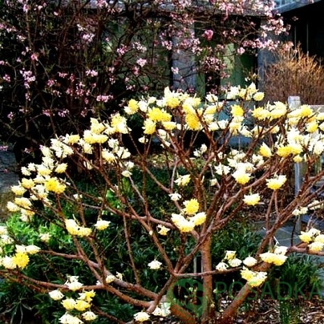 картинка Химонант скороспелый (Зимоцвет) 