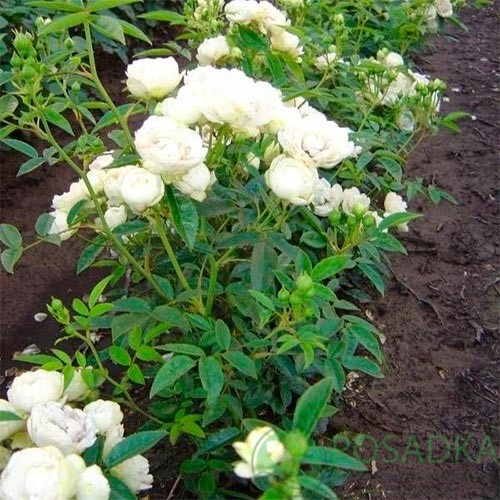 картинка Роза бордюрная Morsdag White 3л 