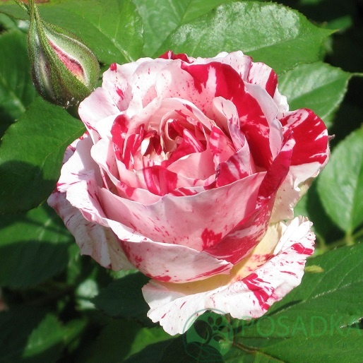 картинка Роза флорибунда Матиас 