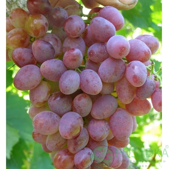 картинка Виноград кишмиш Аксайский 