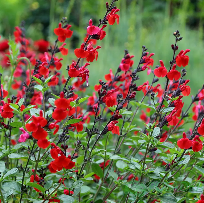 картинка Шалфей (сальвия) Royal Bumble 