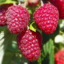 картинка Малина Регина  картинка Малина Регина