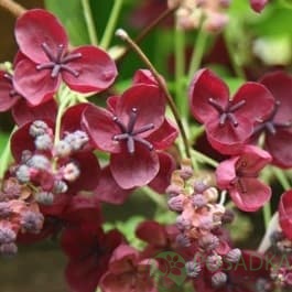 картинка Акебия (шоколадная лиана)  картинка Акебия (шоколадная лиана)