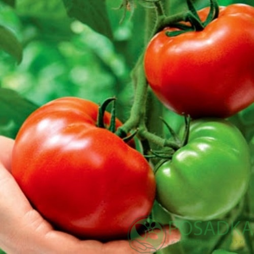 картинка Семена Томат Король Гигантов 0.1гр, SeedEra 