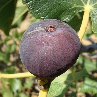 картинка Инжир Муасон чёрный Крымский 