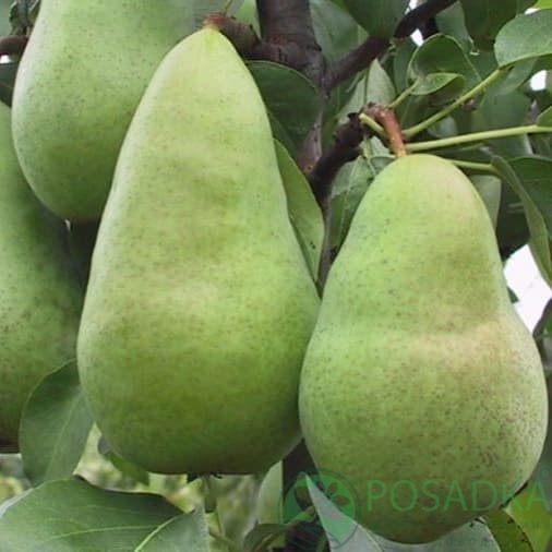 картинка Груша Амфора 
