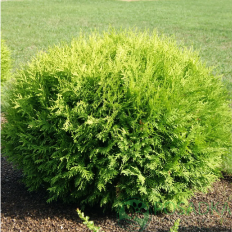 картинка Туя западная Глобоза Ауреа 