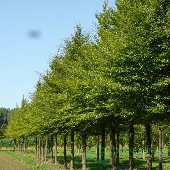 картинка Бук лесной Fagus silvatica 5л 