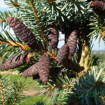 картинка Ель сербская (Picea Omorika) 