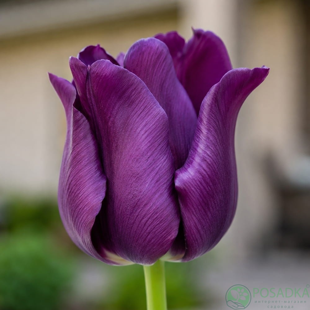 картинка Тюльпан Negrita 