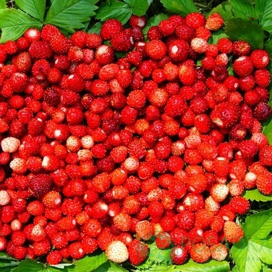 картинка Земляника лесная 