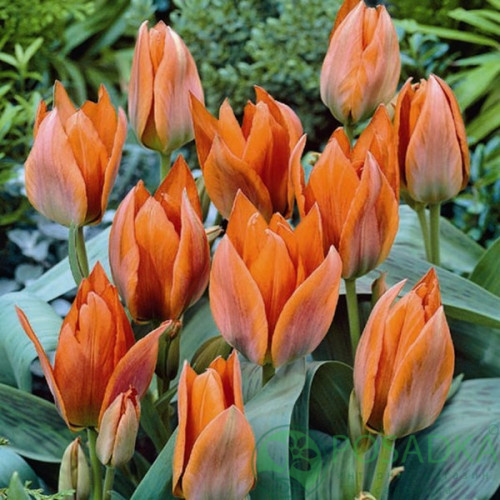 картинка Тюльпан Orange Toronto (3 шт) р9 картинка Тюльпан Orange Toronto (3 шт) р9