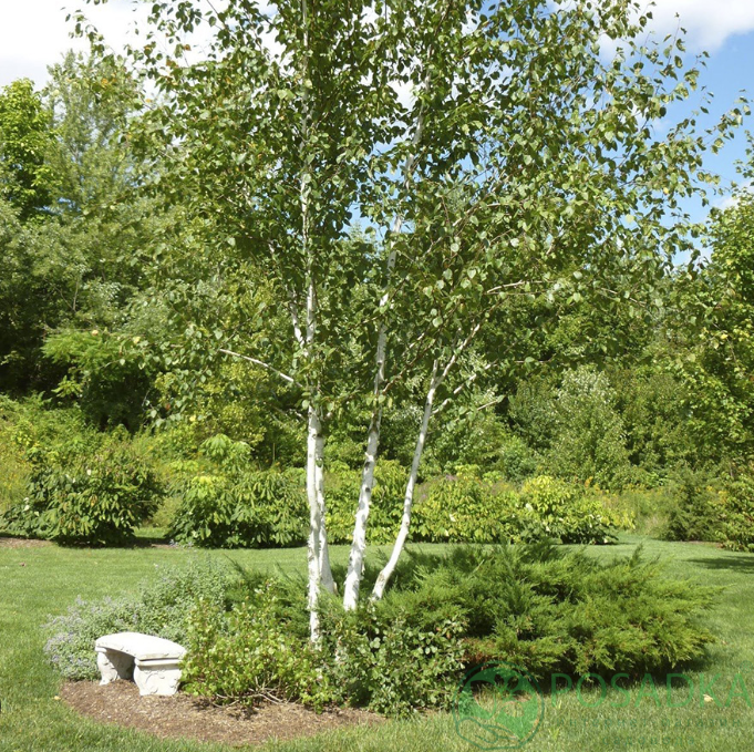 картинка Берёза Пушистая 