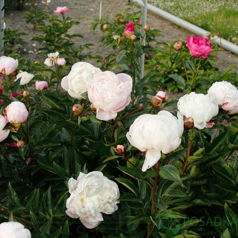 картинка Пион Nick Shaylor 