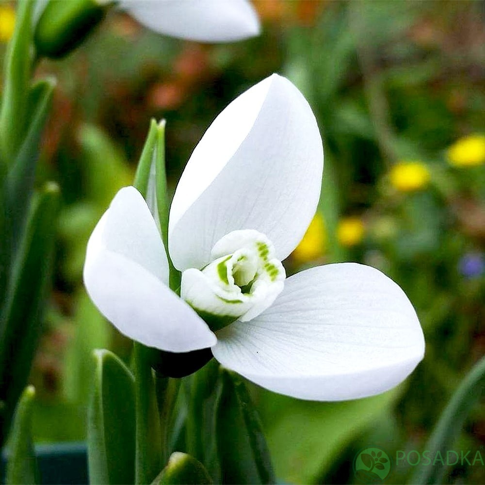 картинка Подснежник elwesii Polar Bear  картинка Подснежник elwesii Polar Bear