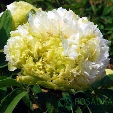 картинка Пион древовидный Spring Willow Chun Liu 