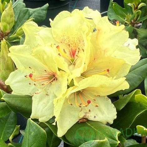 картинка Рододендрон Kristian's Sunshine С4 