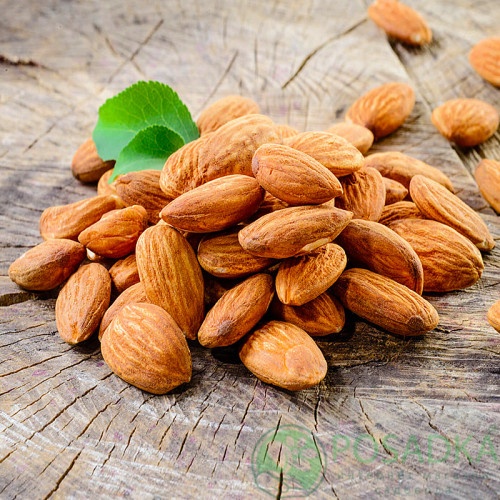 картинка Миндаль Нонпарель  картинка Миндаль Нонпарель