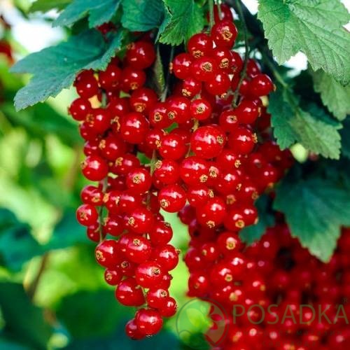 картинка Смородина красная Праздничная 