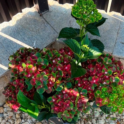 картинка Гортензия крупнолистная Royalty Burning Hot 