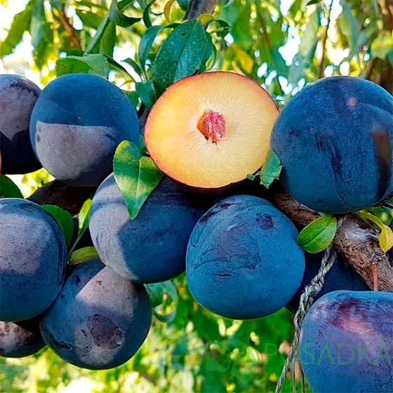 картинка Слива Блю Кармен 