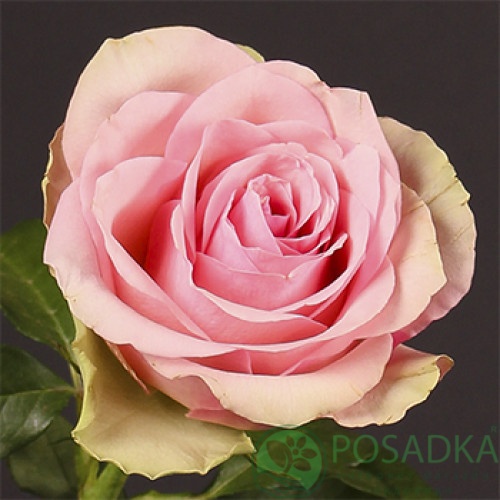 картинка Роза чайно-гибридная Бель Роуз (Belle Rose) С2 