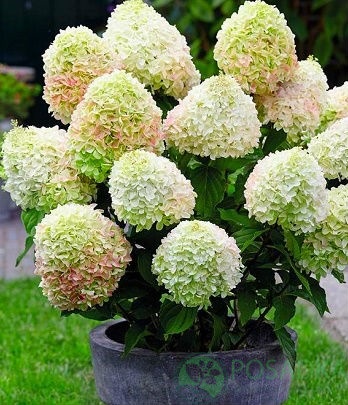 картинка Гортензия метельчатая Little Fresco C5 