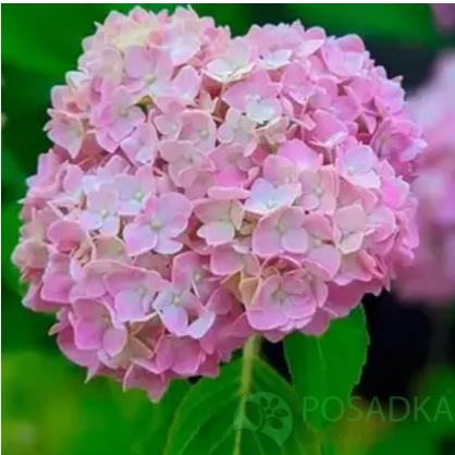 картинка Гортензия крупнолистная Sarena Pink (Серена Пинк) 