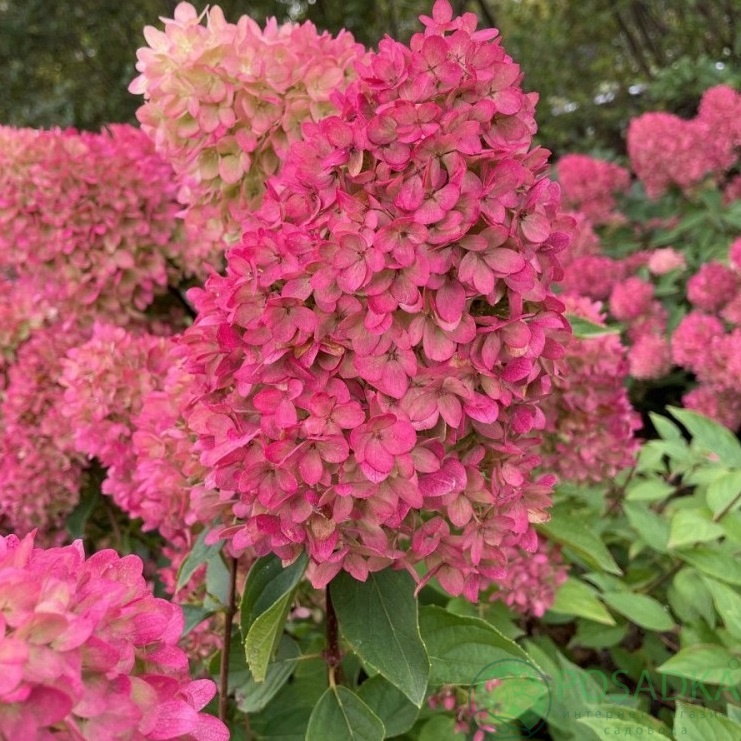 картинка Гортензия метельчатая Петит Флори (Petite Flori) 