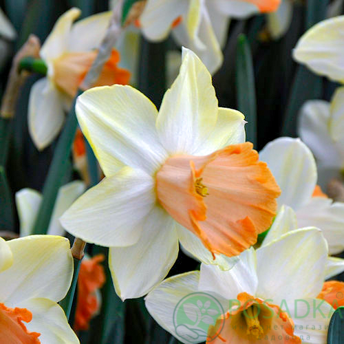 картинка Нарцисс White Marvel  картинка Нарцисс White Marvel