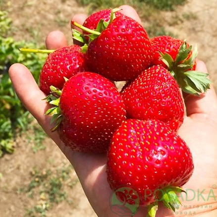 картинка Клубника Фейт 