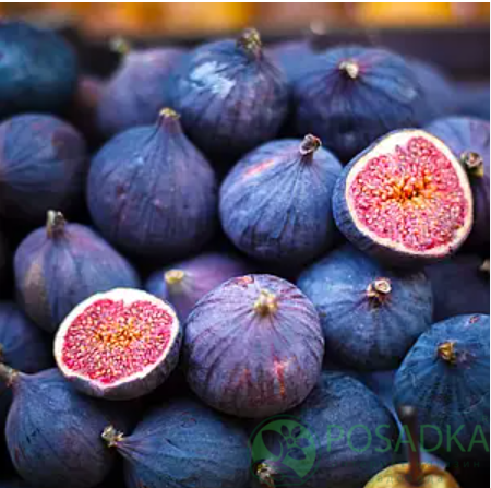 картинка Инжир фиолетовый Султан  картинка Инжир фиолетовый Султан