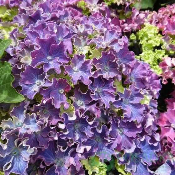 картинка Гортензия крупнолистная Curly Sparkle Blue Purple 