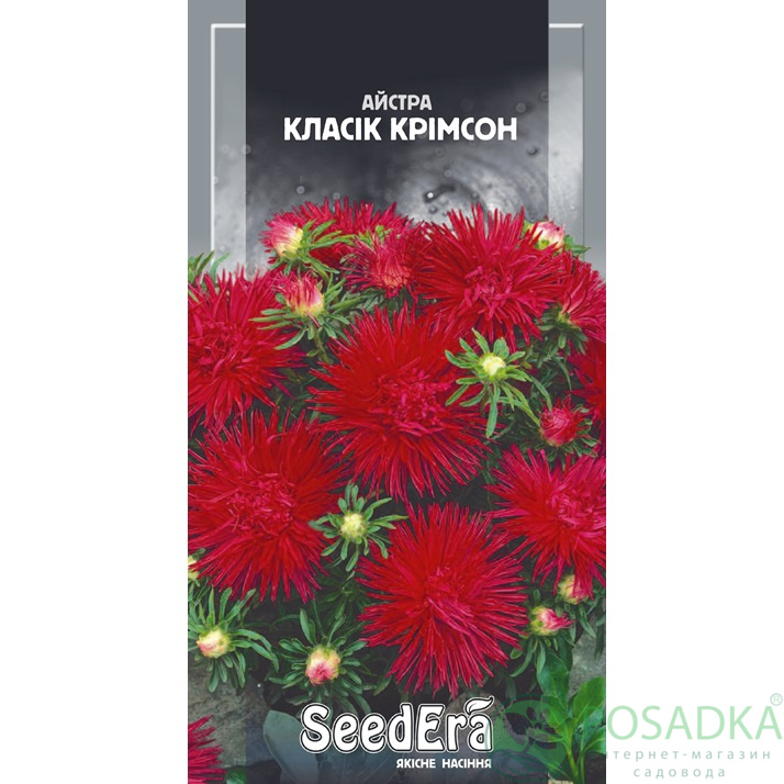 картинка Семена астра Низкорослая Классик Кримсон 0.25г, SeedEra 