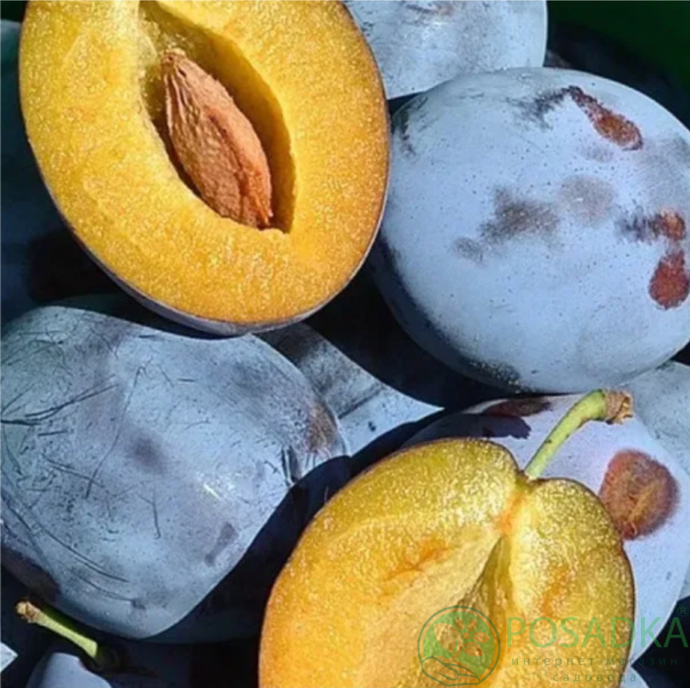 картинка Слива Топенд Плюс  картинка Слива Топенд Плюс